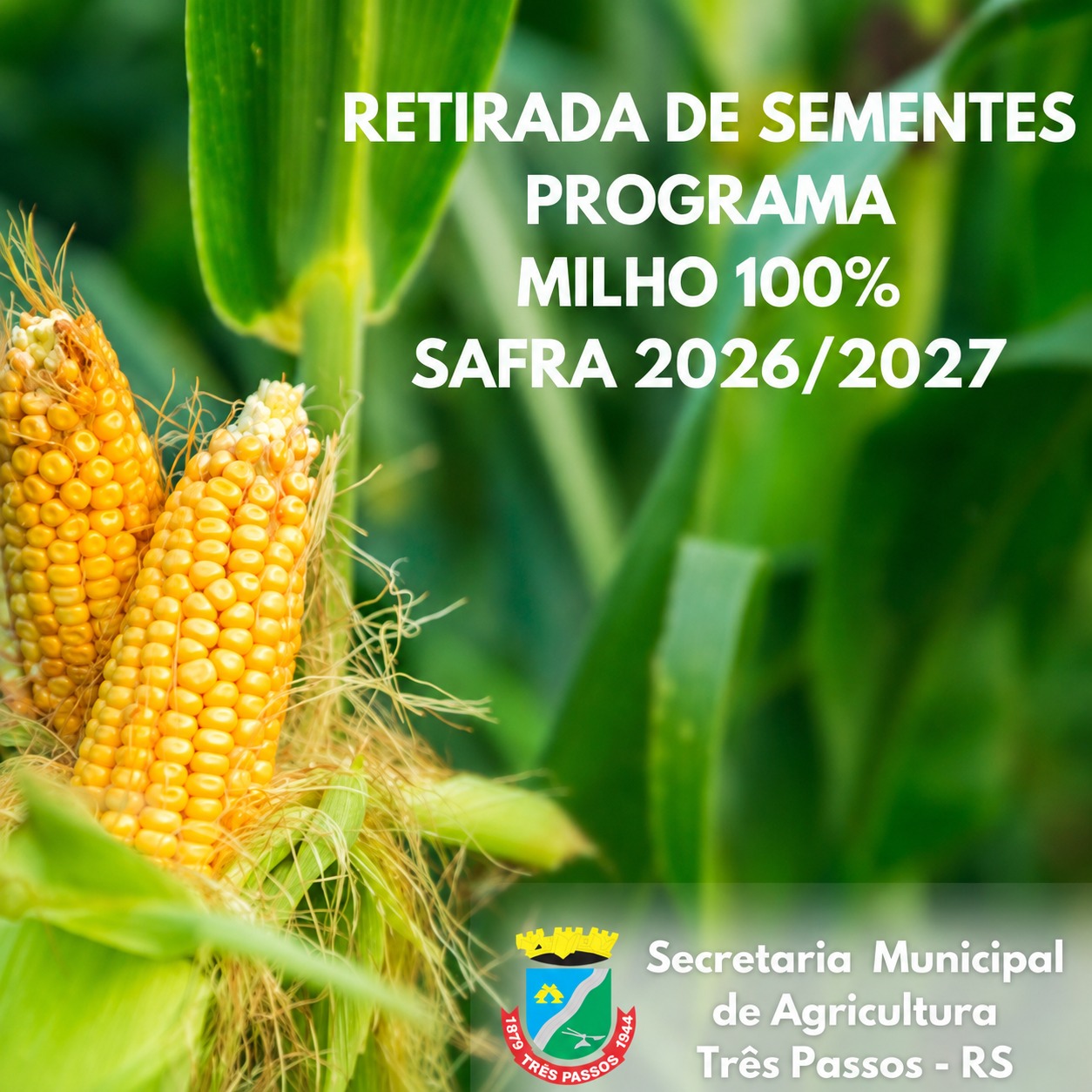Foto relacionada à notícia: INICIA-SE A ENTREGA DAS SEMENTES DE MILHO 100% – SAFRA 2026/2027